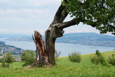 Baum auf Wiese, Zürichsee im Hintergrund