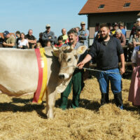 Schöneuter ältere Kühe: Merit - Ruhstaller Franz + Patrick, Wollerau